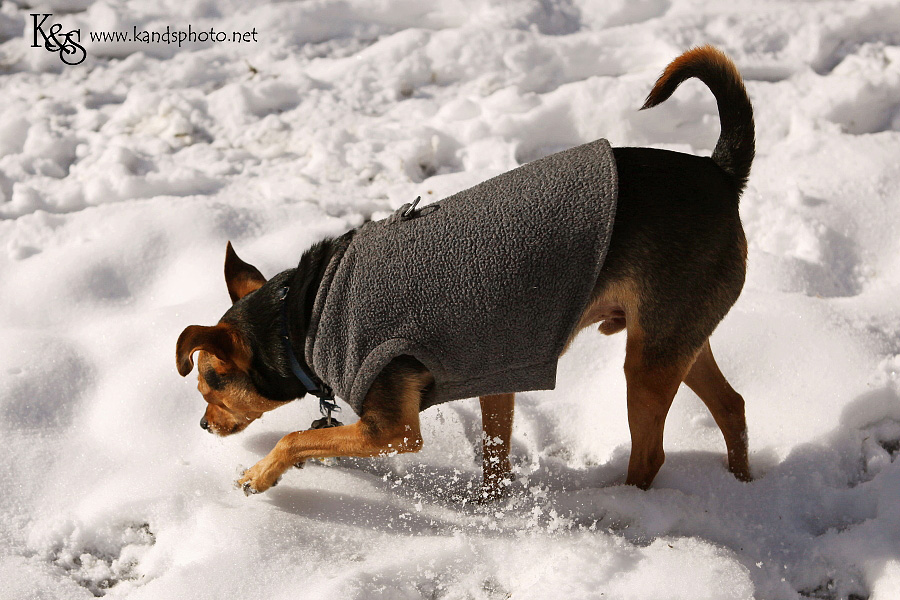 dallas-christmas-2012-snow004 dallas-christmas-2012-snow004